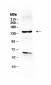 Anti-ErbB 2 Picoband Antibody