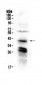 Anti-CXCR4 Picoband Antibody