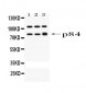 Anti-STAT1 Picoband Antibody
