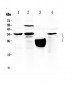 Anti-TFPI2 Picoband Antibody