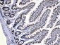 Anti-Caspase 8 Picoband Antibody