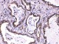 Anti-Caspase 8 Picoband Antibody