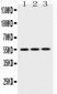 Anti-Caspase 8 Picoband Antibody