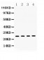 Anti-HMGB1 Picoband Antibody