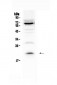 Anti-IL13 Picoband Antibody