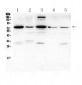 Anti-PTGS2 Picoband Antibody