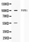 Anti-FGFR1 Picoband Antibody