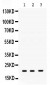 Anti-GTPase HRAS Picoband Antibody