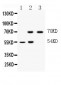 Anti-IRF7 Picoband Antibody