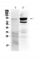 Anti-TLR2 Picoband Antibody