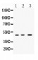 Anti-Nanog Picoband Antibody