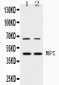 Anti-MPI Picoband Antibody