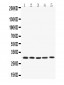 Anti-Bcl-XL Picoband Antibody