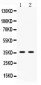 Anti-GAPDH Picoband Antibody