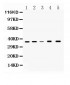 Anti-GAPDH Picoband Antibody