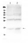 Anti-Hemoglobin Picoband Antibody