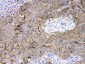 Anti-CD147/Emmprin Picoband Antibody