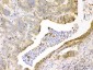 Anti-CD147/Emmprin Picoband Antibody