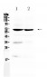 Anti-BMAL1/ARNTL Picoband Antibody