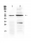 Anti-TNFRSF1A Picoband Antibody