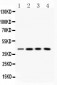 Anti-VASP Picoband Antibody