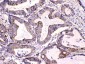 Anti-Calpastatin Picoband Antibody