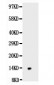 Anti-NGF/NGF Beta Picoband Antibody