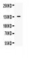 Anti-iNOS Picoband Antibody