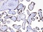 Anti-Angiopoietin-2 Picoband Antibody
