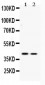 Anti-ATF4 Picoband Antibody