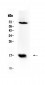 Anti-Survivin Picoband Antibody