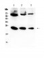 Anti-IL-2 Picoband Antibody