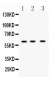 Anti-DR5 Picoband Antibody