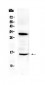 Anti-ID2 Picoband Antibody