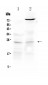 Anti-TIMP3 Picoband Antibody