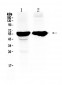 Anti-Cytochrome P450 2D6 Picoband Antibody