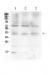 Anti-HFE Picoband Antibody