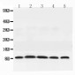 Anti-NEDD8 Picoband Antibody