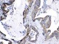 Anti-CRH Picoband Antibody