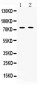 Anti-TRF2 Picoband Antibody