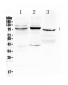 Anti-ATF6 Picoband Antibody