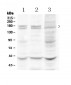 Anti-Thrombospondin Picoband Antibody