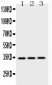 Anti-Emerin Picoband Antibody