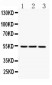 Anti-FGG Picoband Antibody