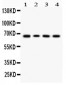 Anti-LBP Picoband Antibody