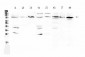 Anti-EIF2C1/AGO1 Picoband Antibody