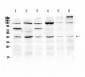 Anti-SPARC Picoband Antibody