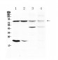Anti-DLL4 Picoband Antibody