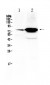Anti-FSH Receptor Picoband Antibody