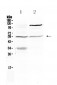 Anti-ETS1 Picoband Antibody